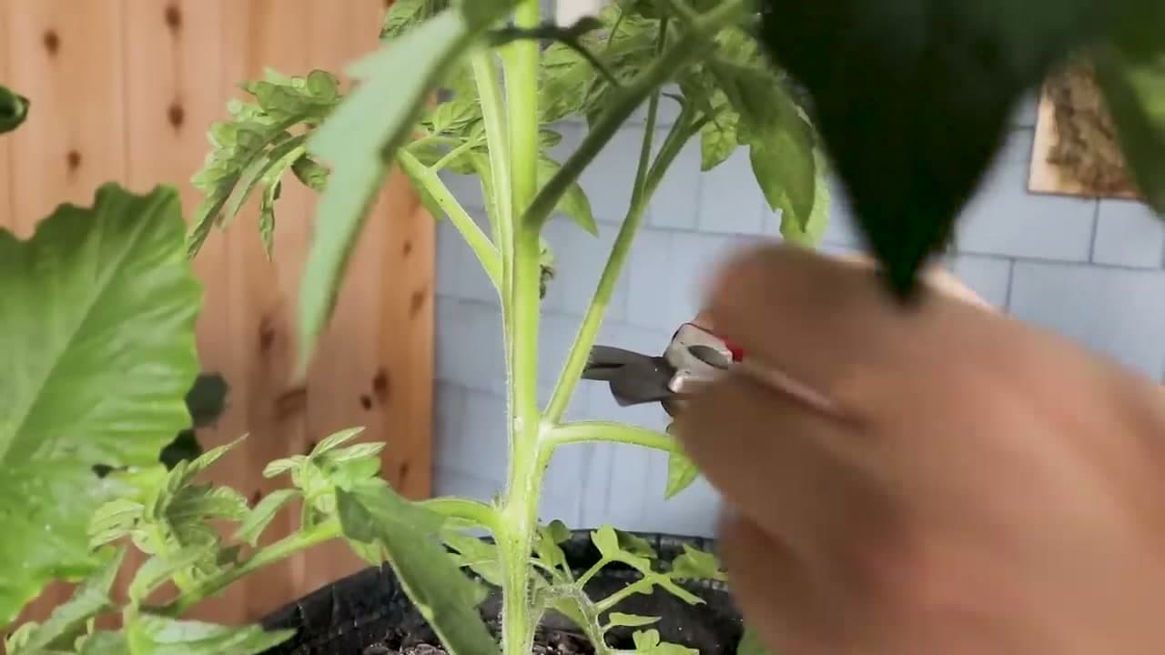 Step 4: Sterilize Your Shears Between Plants