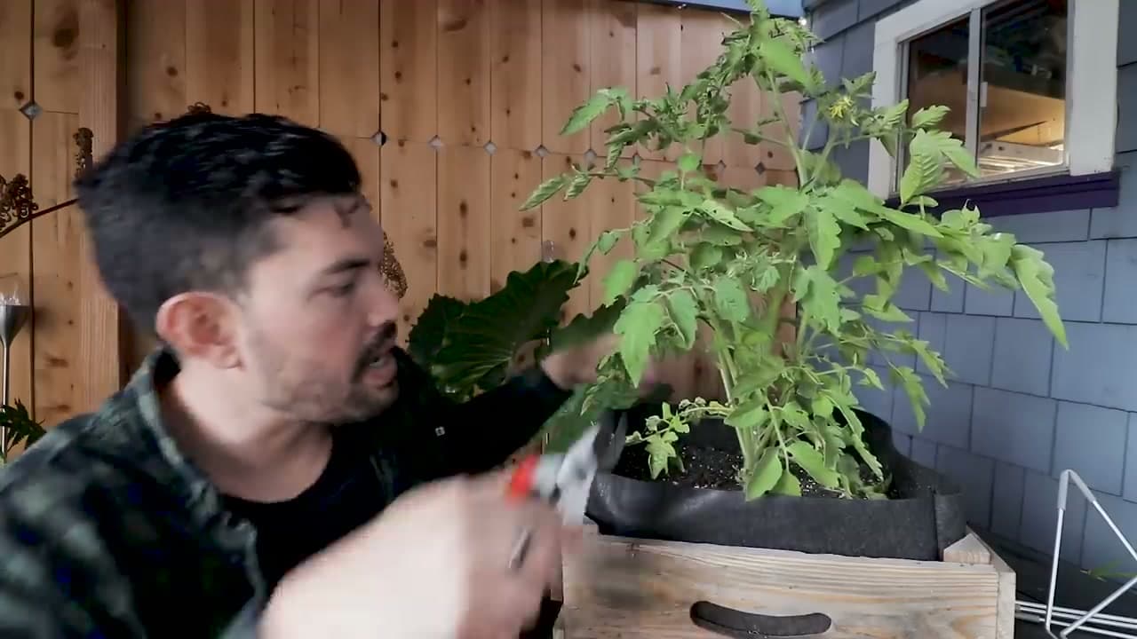 Step 5: Indeterminate Plants - Start With a Bottom Cleanup
