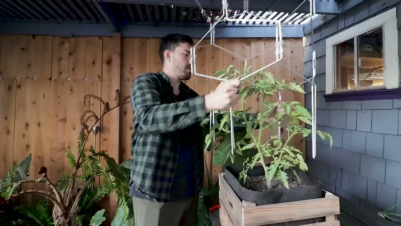Step 7: Stake or Cage the Plant for Support