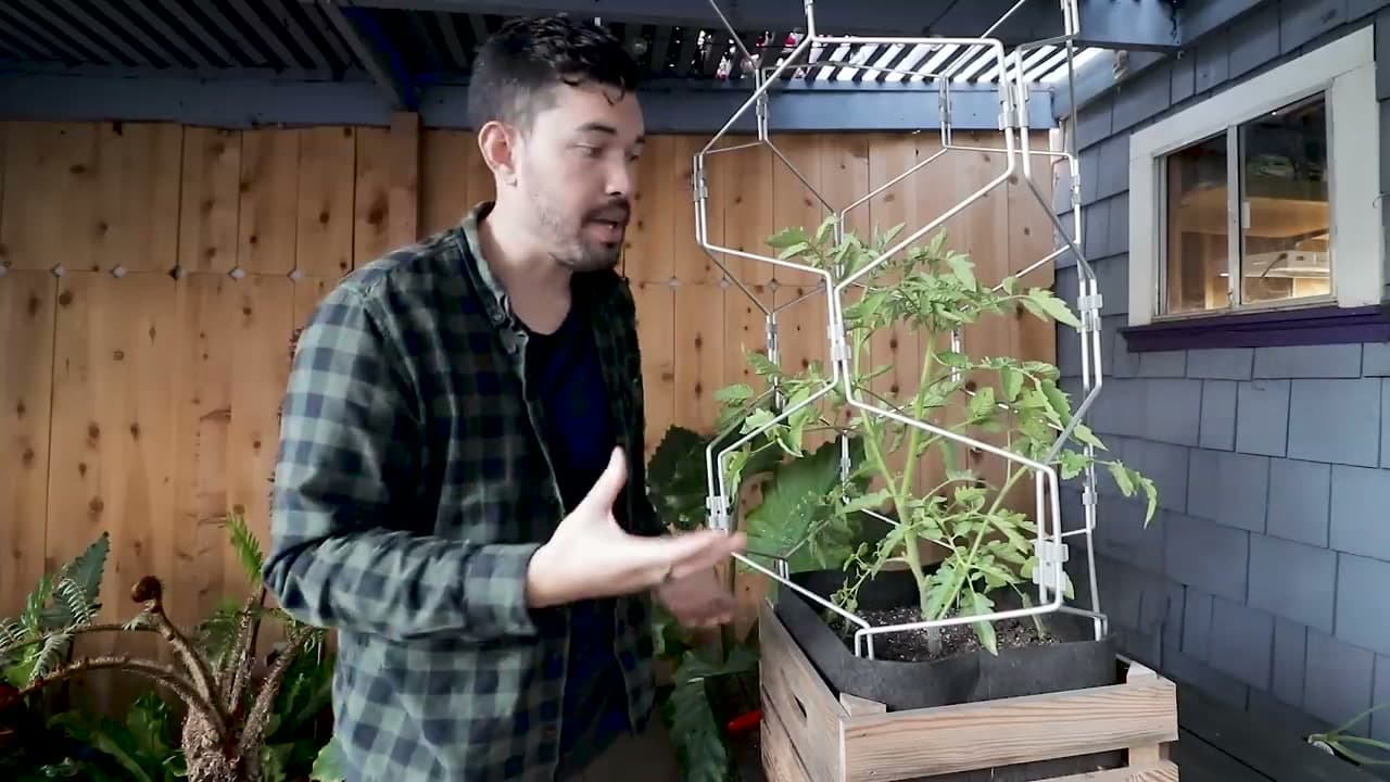 Step 8: Top Indeterminate Plants Four Weeks Before Frost