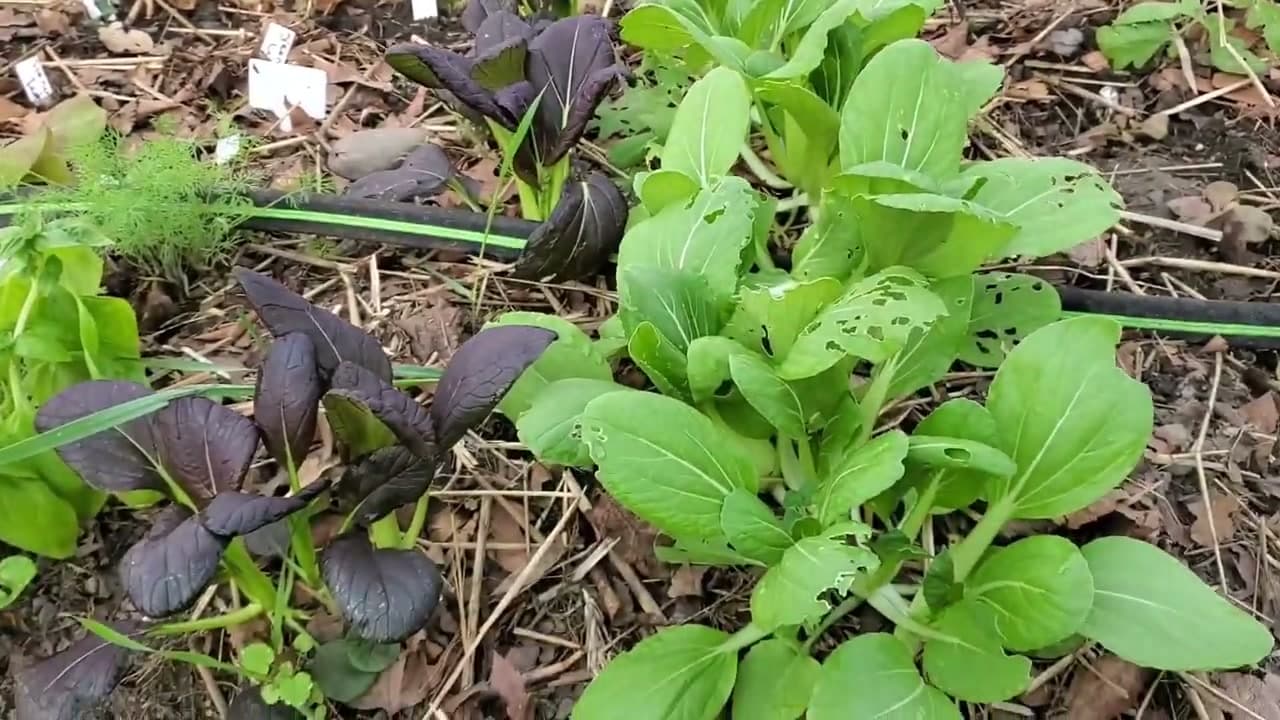 Step 1: Step 1: Pick a Healthy Bok Choy