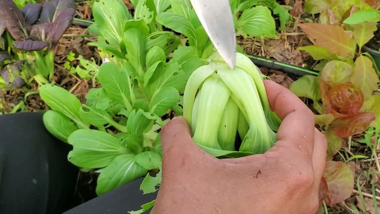 Step 3: Step 3: Cut the Leaves Off