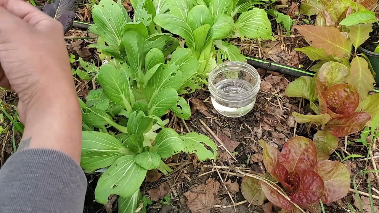 Step 5: Step 5: Set Up a Dish of Water