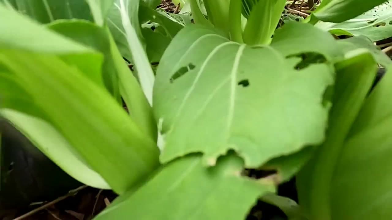 Step 7: Step 7: Transplant to Soil to Grow On