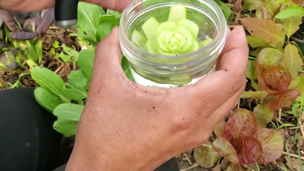 Step 8: Step 8: Watch the Fresh Leaves Regrow