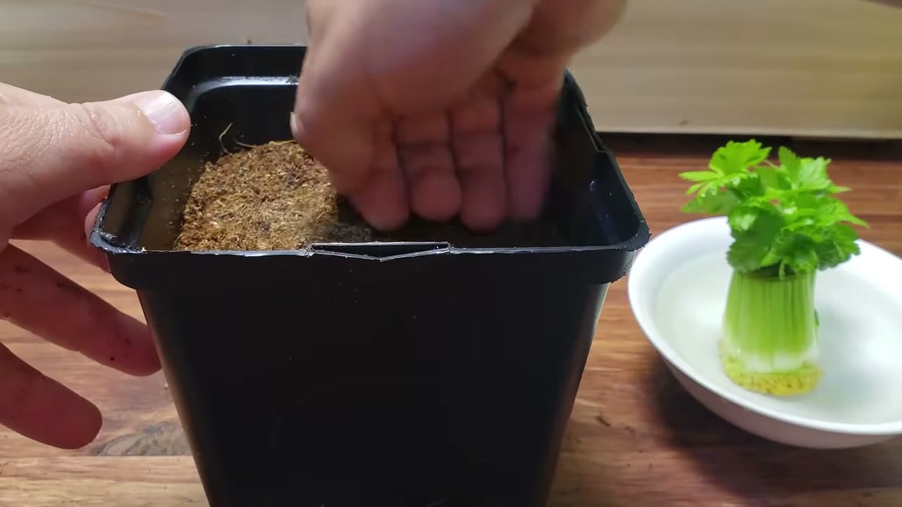 Step 6: Step 6: Fill a Pot with Potting Mix