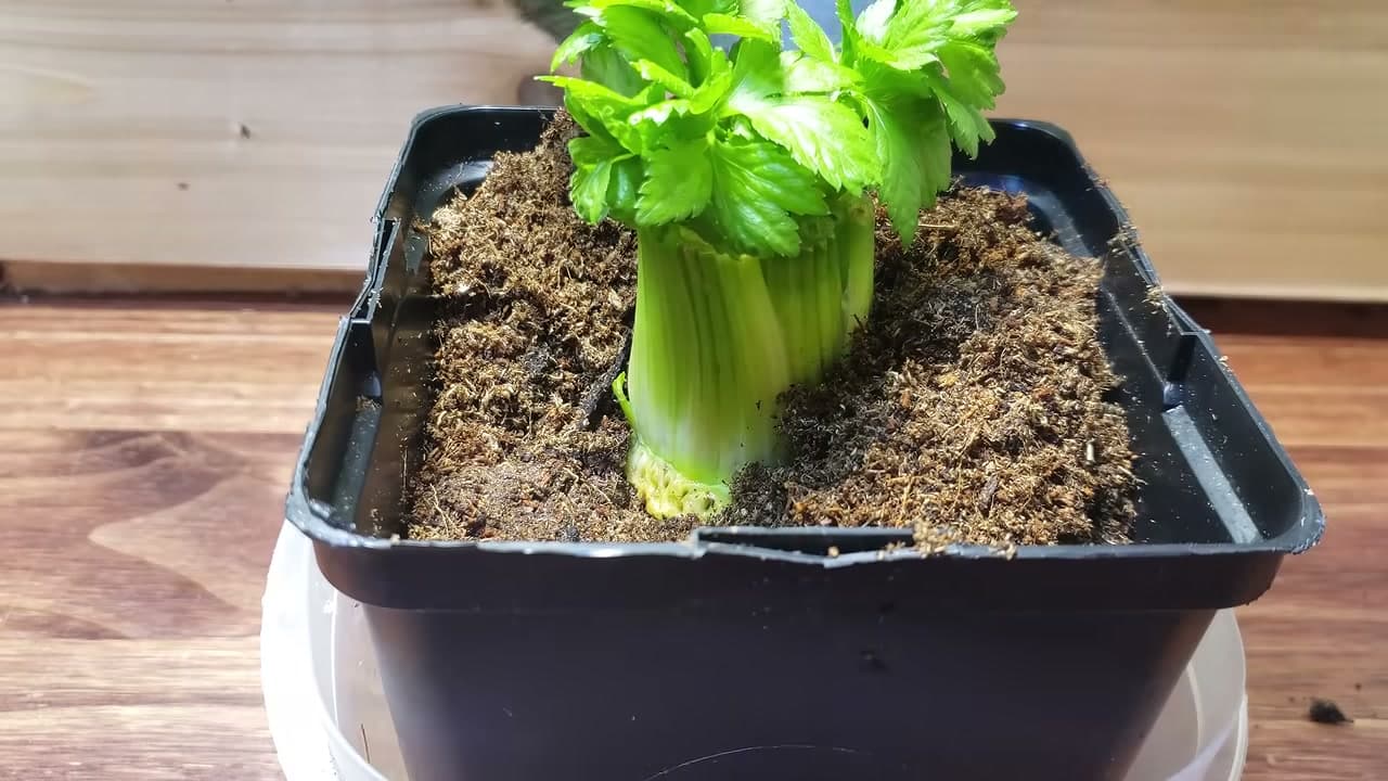 The finished result: How to Regrow Celery from a Celery Base