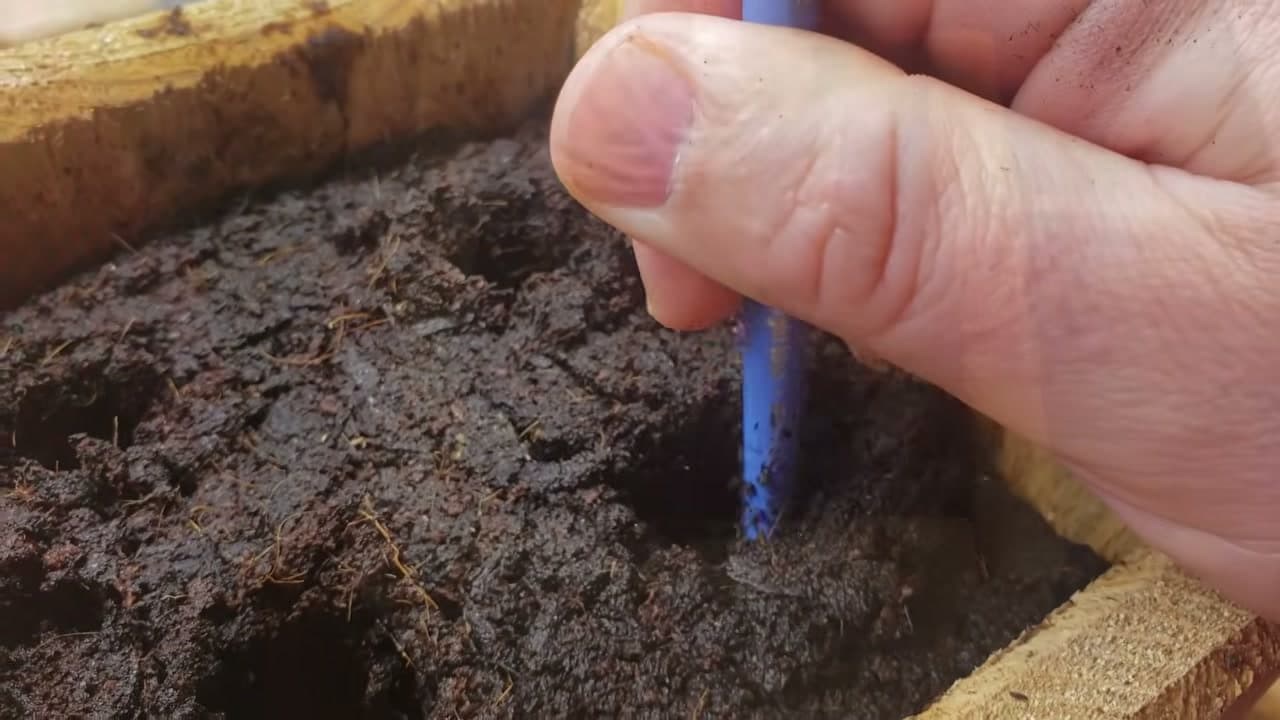 Step 6: Step 6: Plant the Rooted Shoots