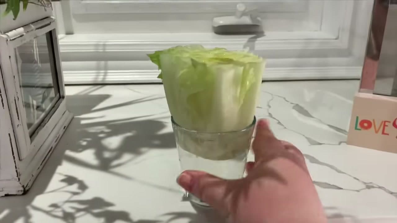 Step 3: Step 3: Put It on a Bright Windowsill
