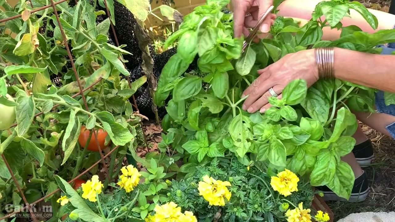 Step 1: Step 1: Snip a Healthy Basil Stem