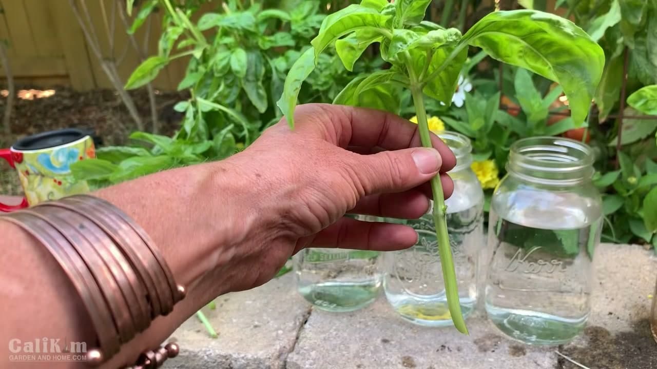 Step 2: Step 2: Strip the Lower Leaves