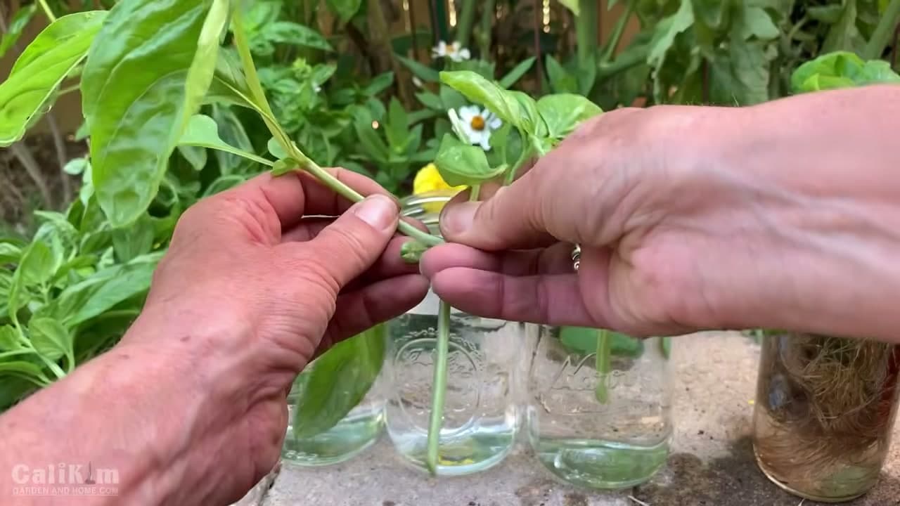 Step 3: Step 3: Put the Cutting in Water