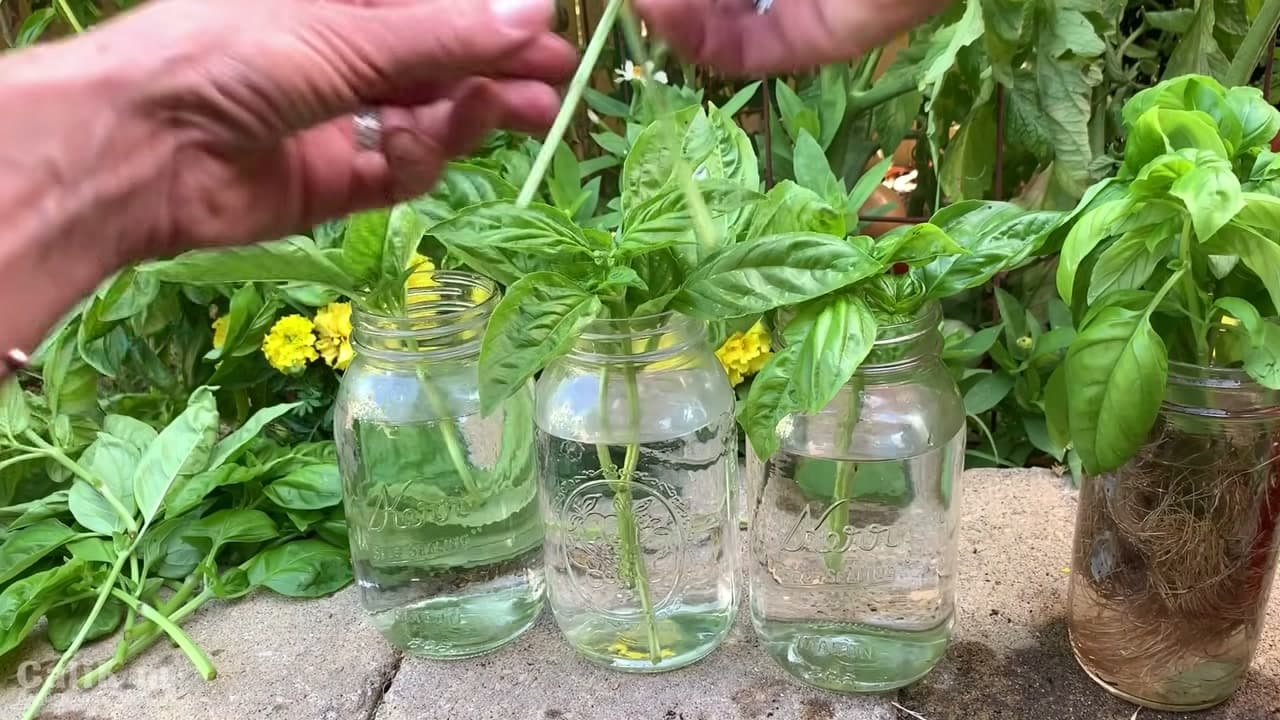 Step 4: Step 4: Set It in Bright Light and Change the Water