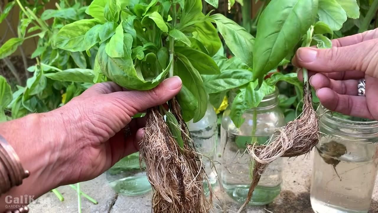 Step 5: Step 5: Wait for Roots to Grow