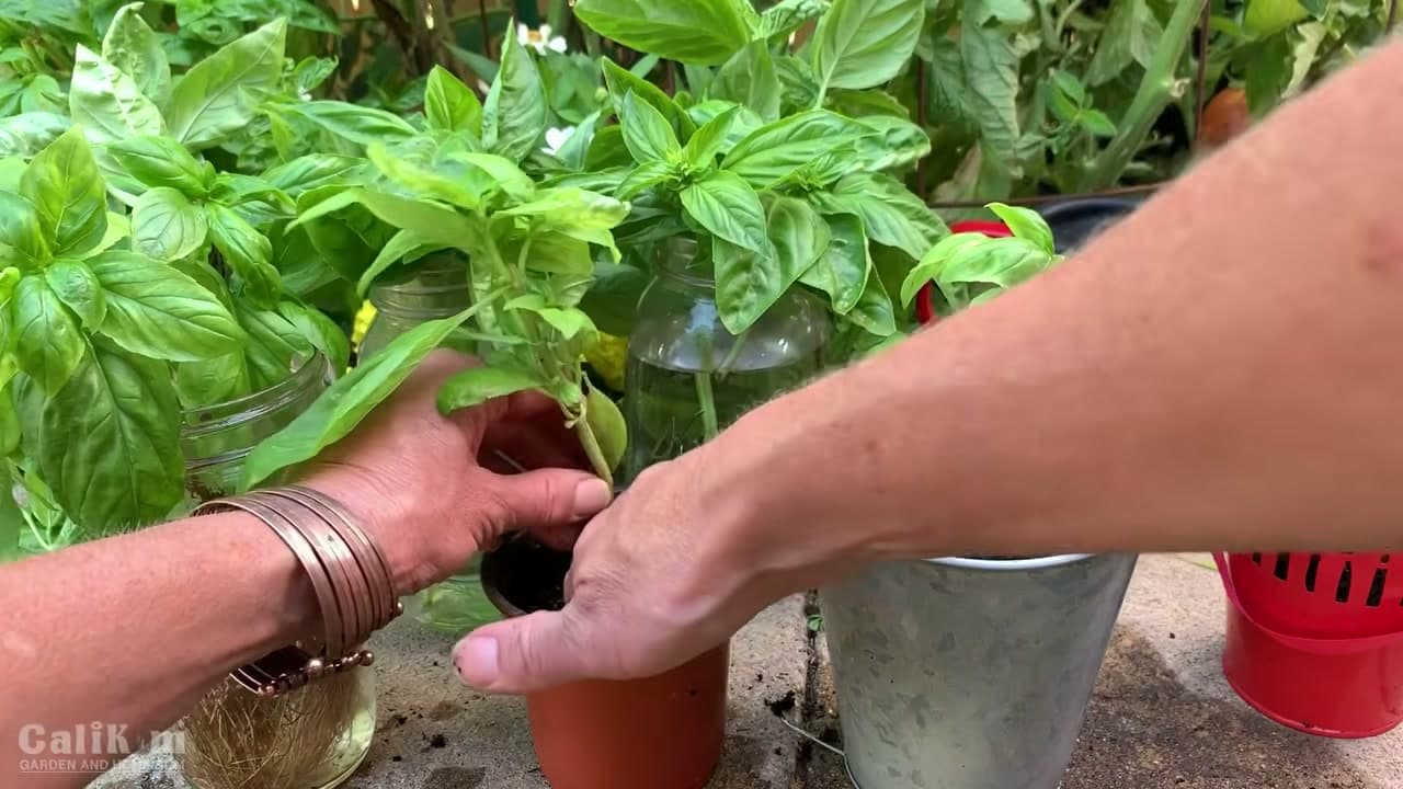 Step 6: Step 6: Pot Up the Rooted Cutting