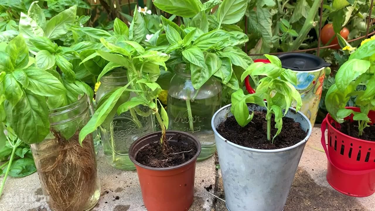 Step 7: Step 7: Grow Your Free Basil on the Windowsill