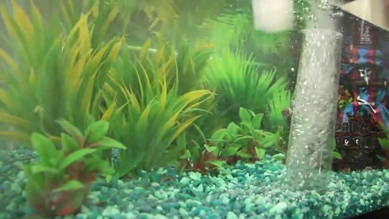 The finished result: How to Set Up a Fish Tank
