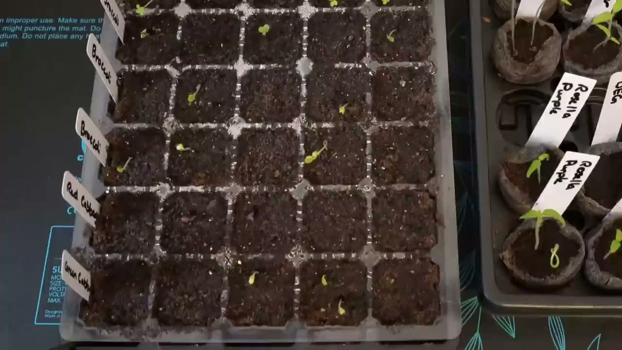 The finished result: How to Start Seeds Indoors (Beginner's Complete Guide)