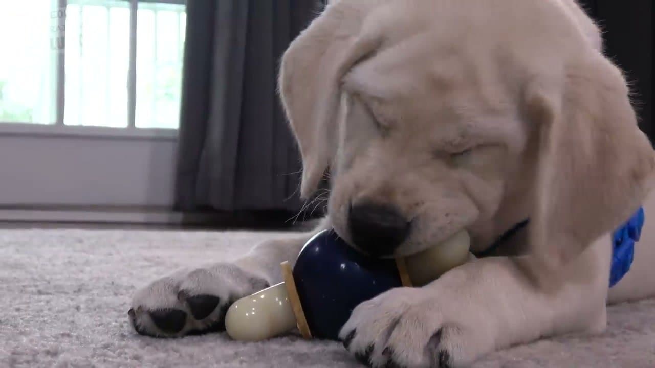 Step 1: Give Teething Puppies Safe Chew Toys