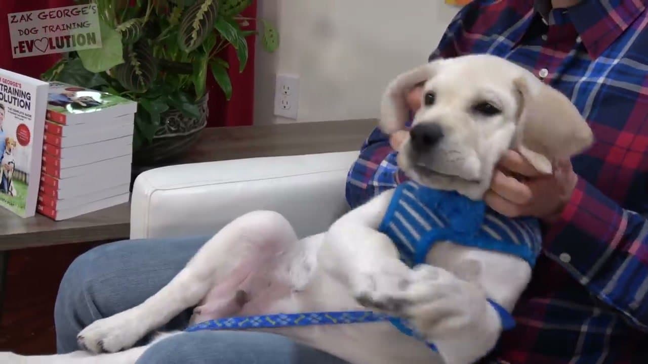 Step 2: Desensitize Your Puppy to Firm Touching