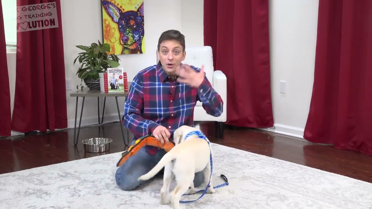 Step 4: Keep a Favorite Toy Ready When You Greet Your Puppy