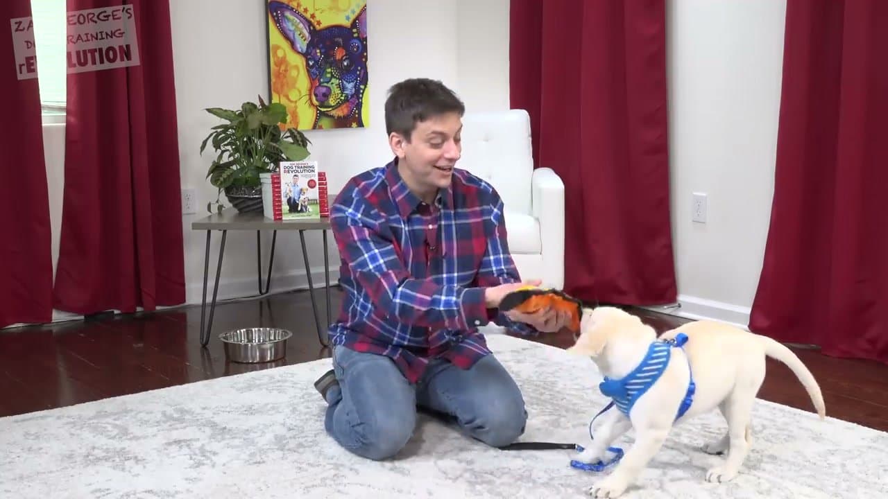 Step 5: Redirect Every Bite onto the Toy