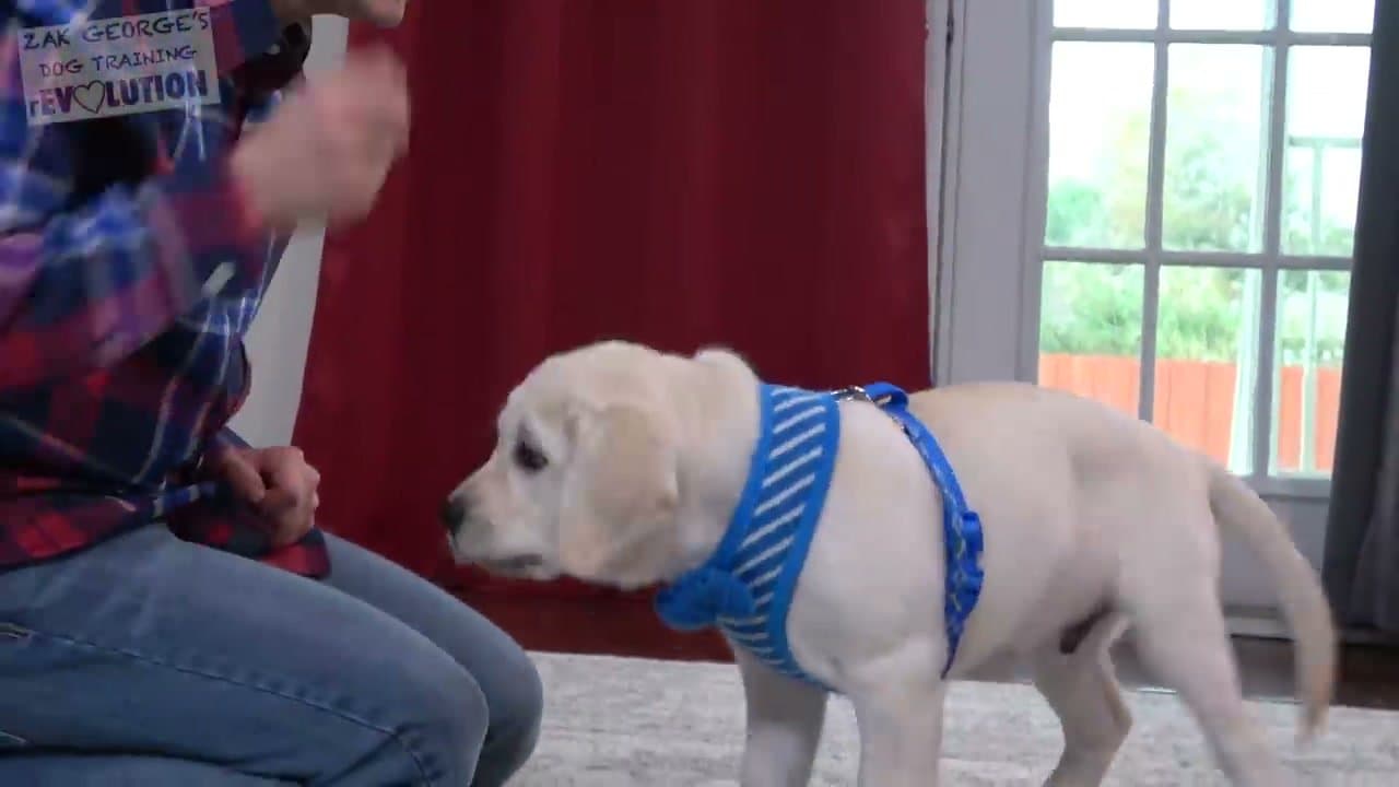 Step 6: Ask Your Puppy to Sit Before Any Treat