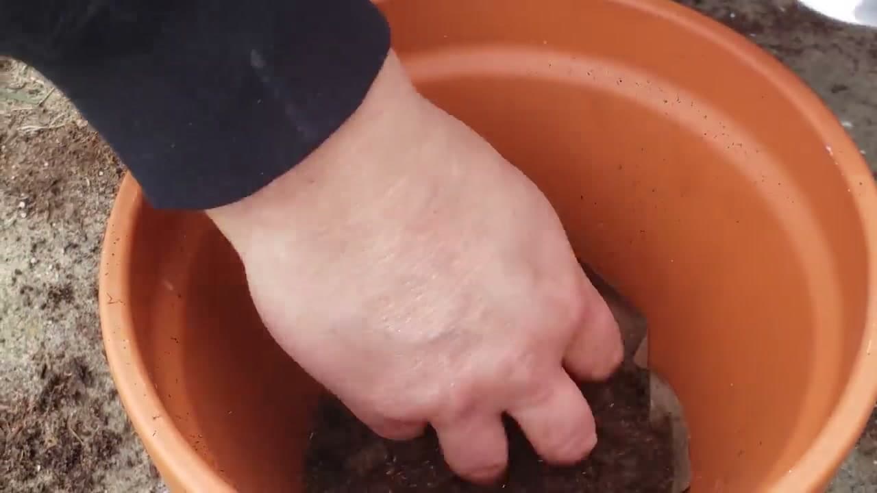 Step 1: Step 1: Choose the Right Potting Mix