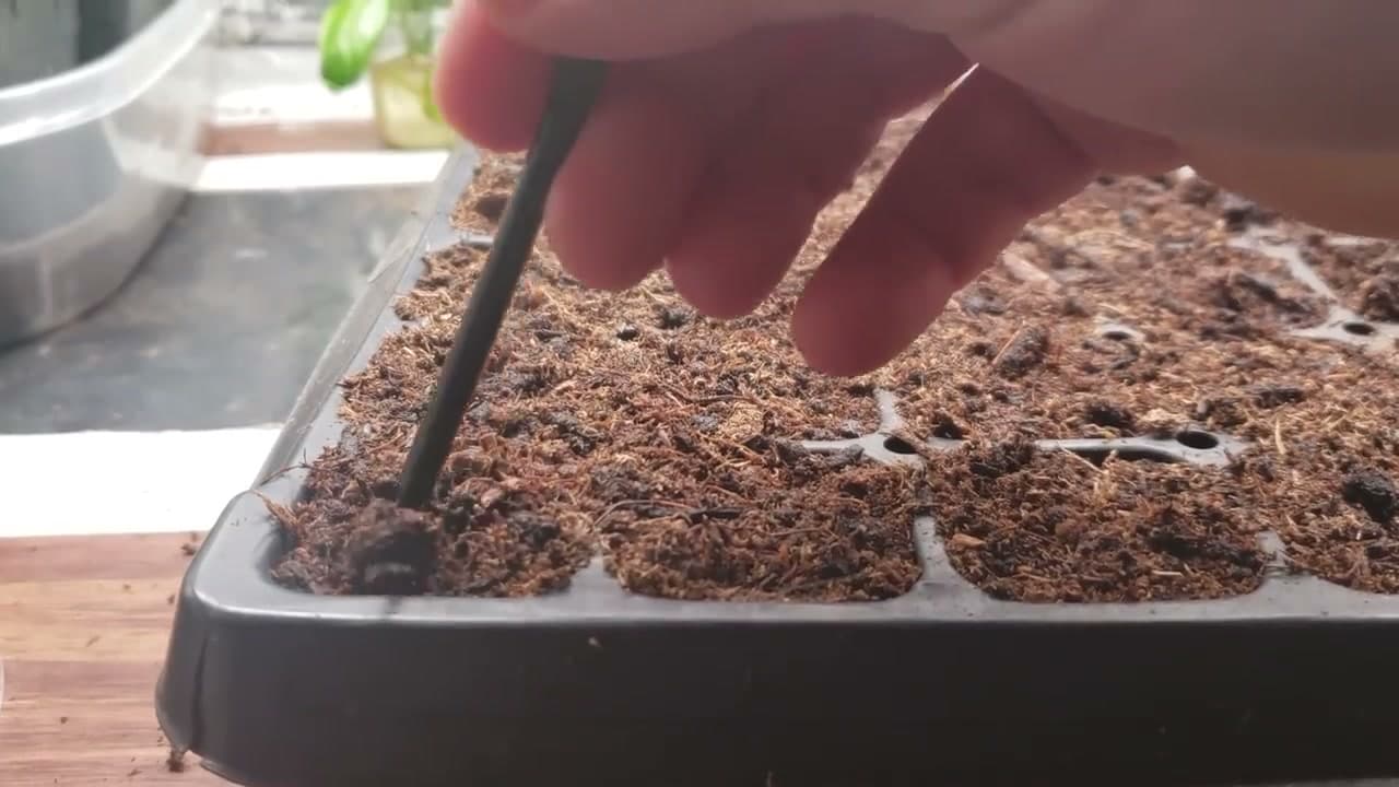 Step 4: Step 4: Start Seeds in Starter Trays