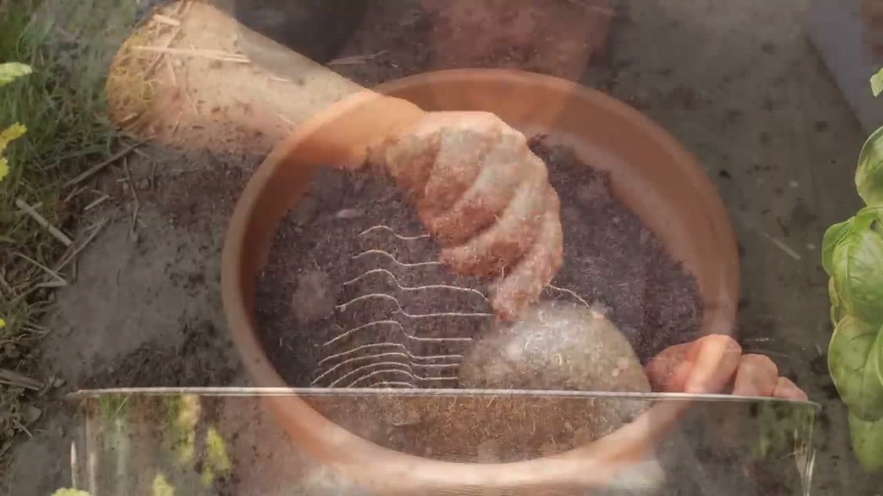 Step 5: Step 5: Transplant Into Your Main Containers