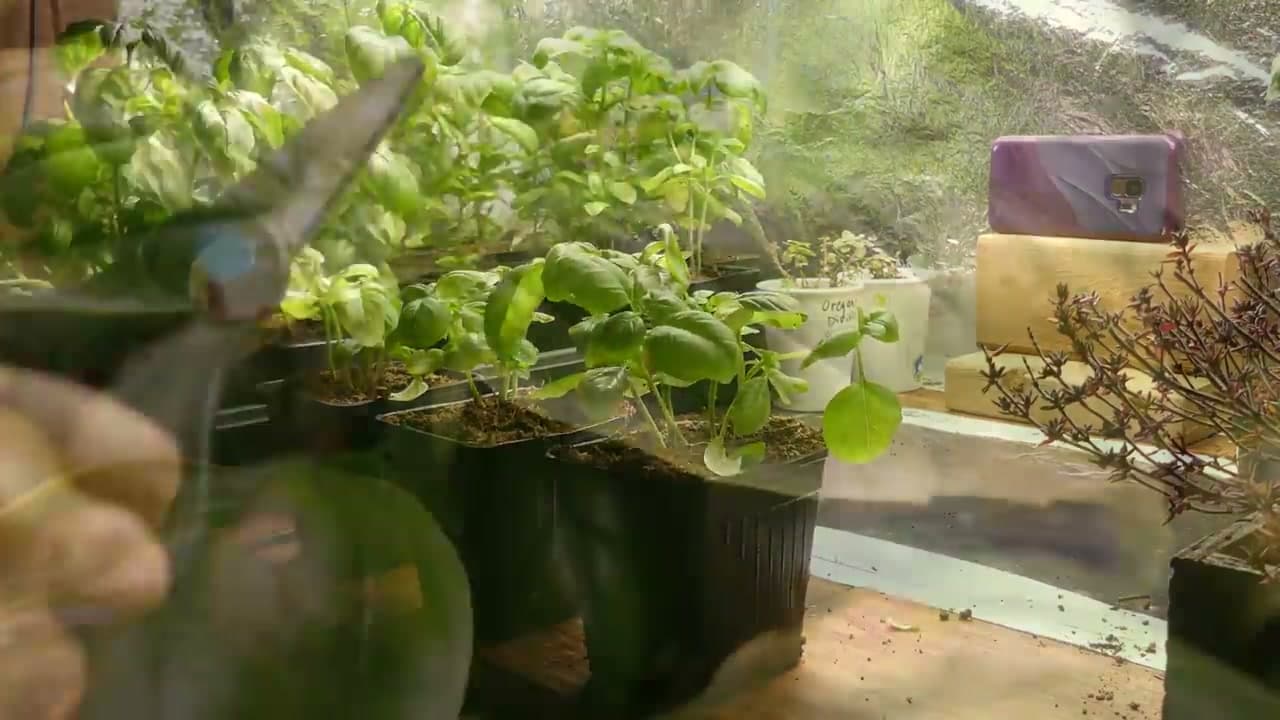 Step 7: Step 7: Harvest Regularly to Keep Plants Producing