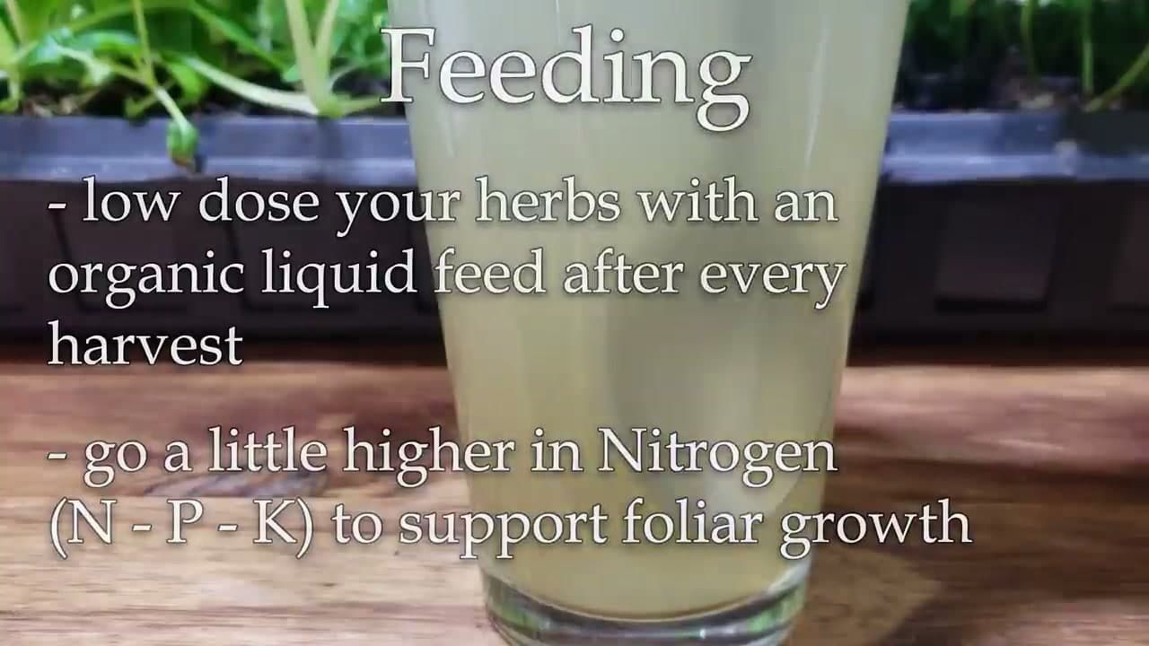 Step 8: Step 8: Fertilize After Each Harvest