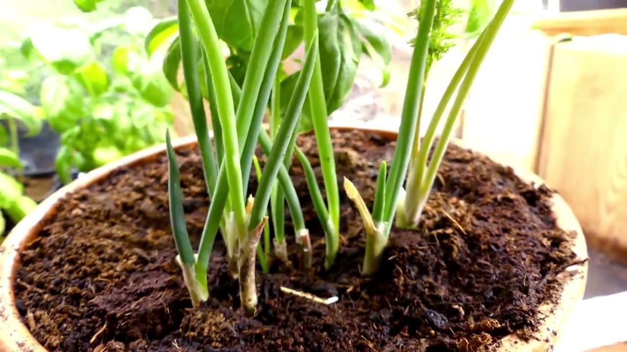 The finished result: How to Grow Herbs Indoors