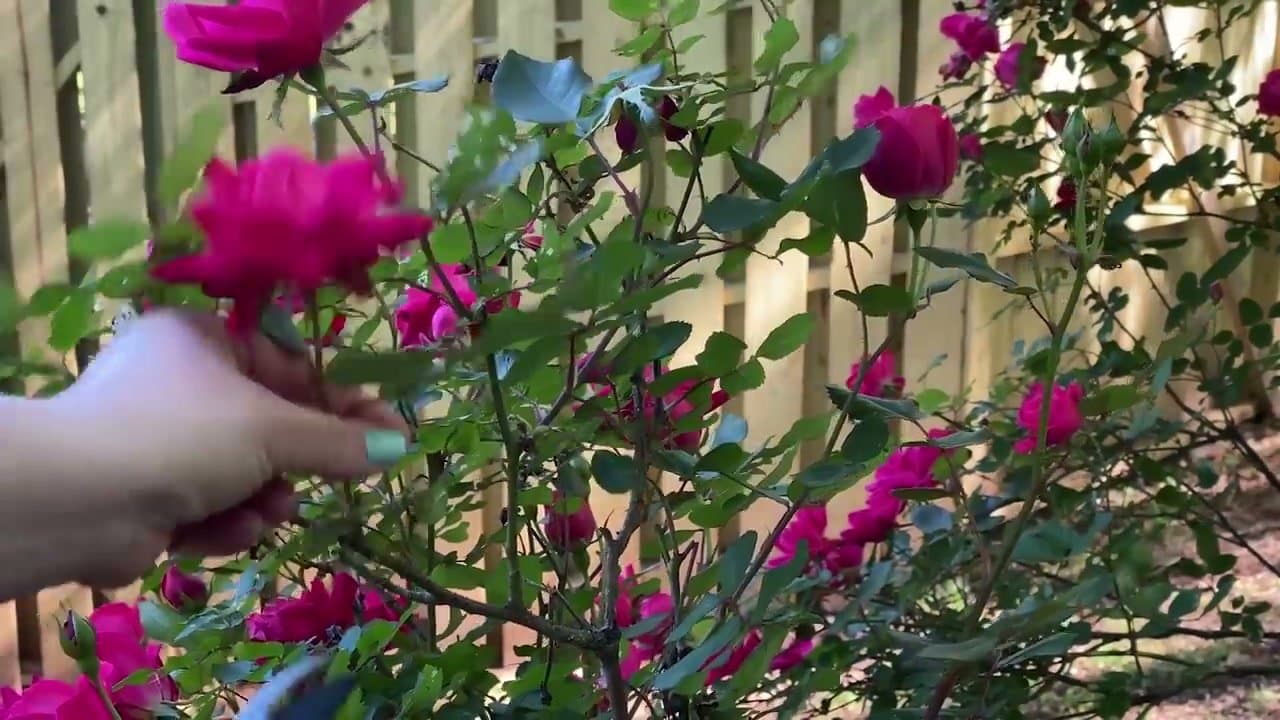 Step 1: Step 1: Collect your flowers