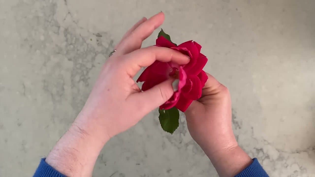 Step 2: Step 2: Snip the stems and prep the blooms