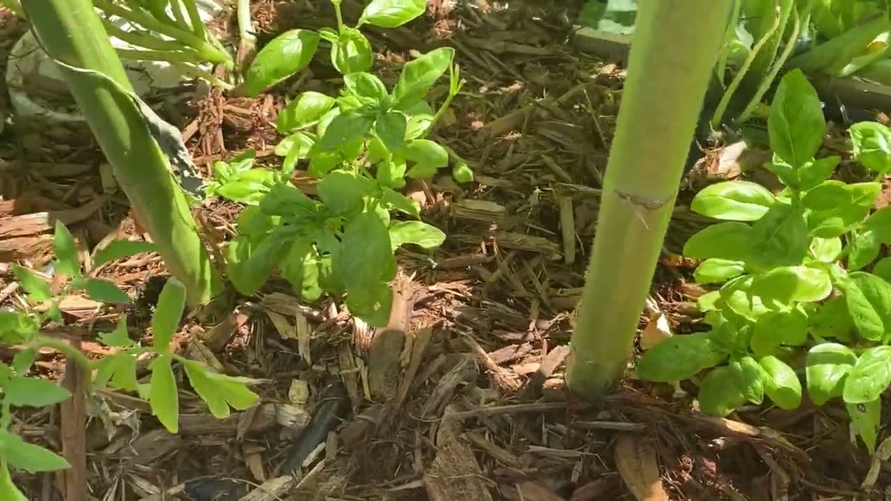 Step 1: Step 1: Know the Four Benefits of Mulching