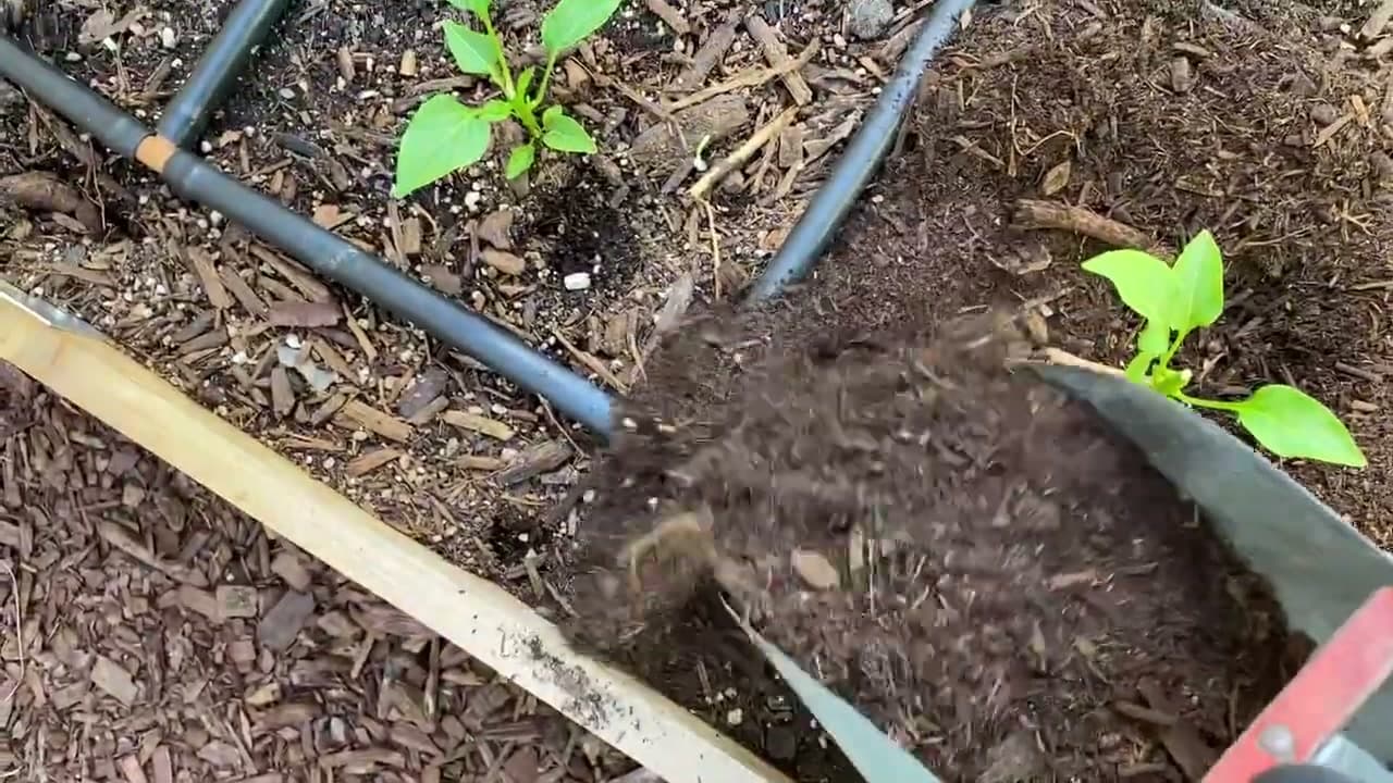 Step 4: Step 4: Prep the Bed - Weed and Water First