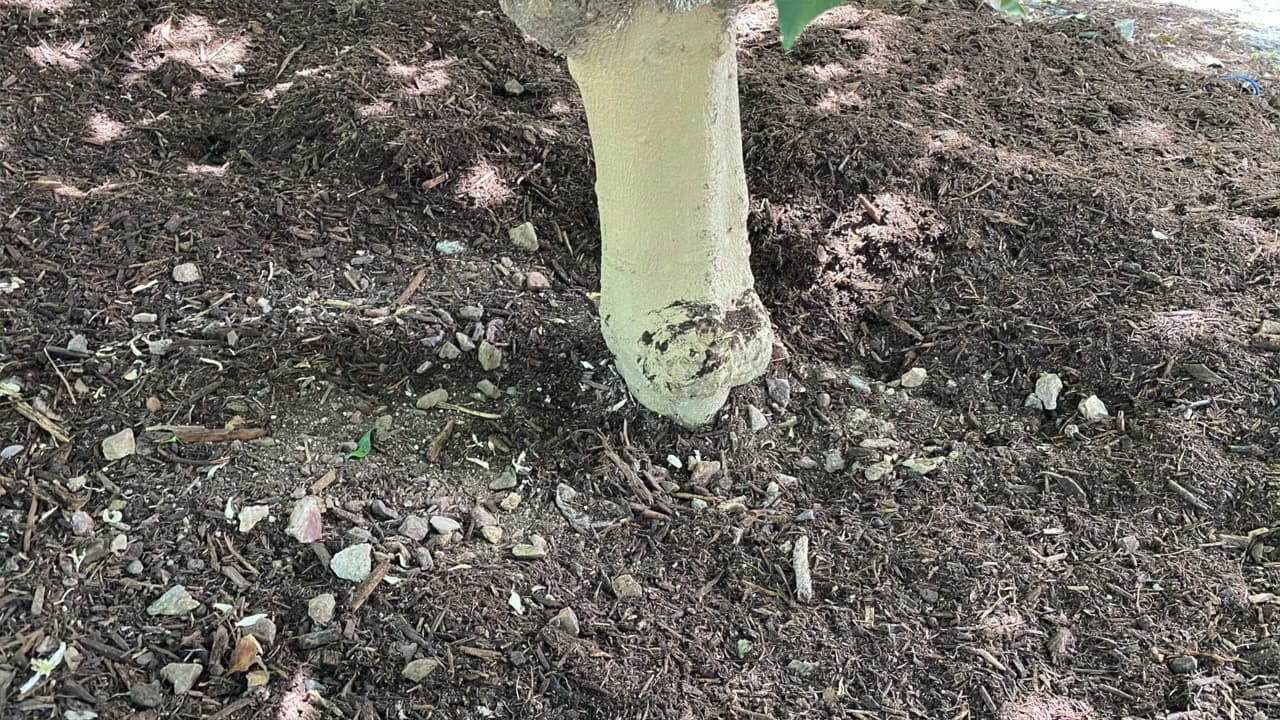 Step 6: Step 6: Keep Mulch 2-3 Inches Away From Stems and Trunks