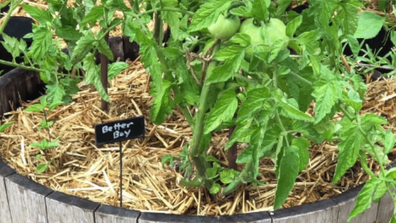 How to Mulch a Garden Bed (5 Mulch Types Compared)