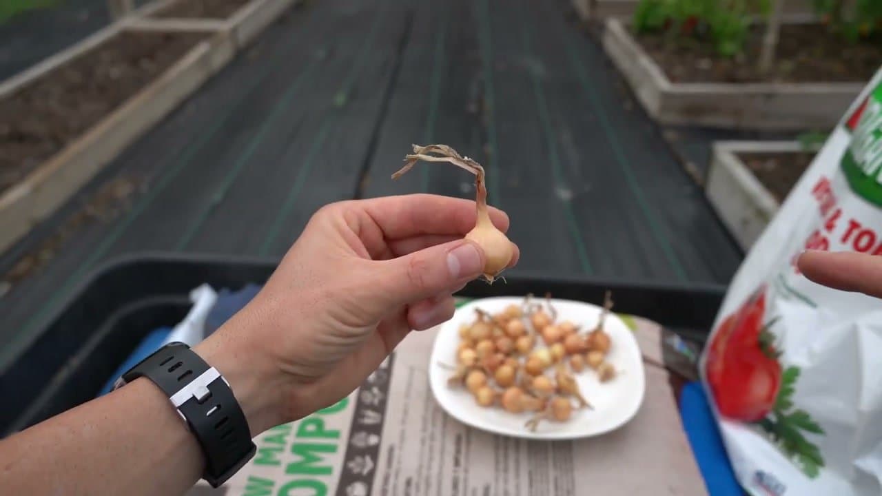 Step 1: Orient the Onion Roots Down