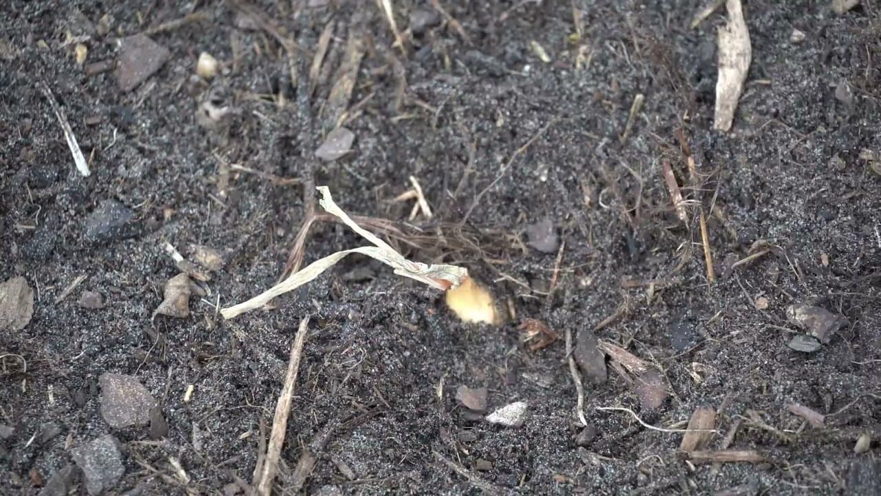 Step 4: Press Each Set Halfway Into the Soil