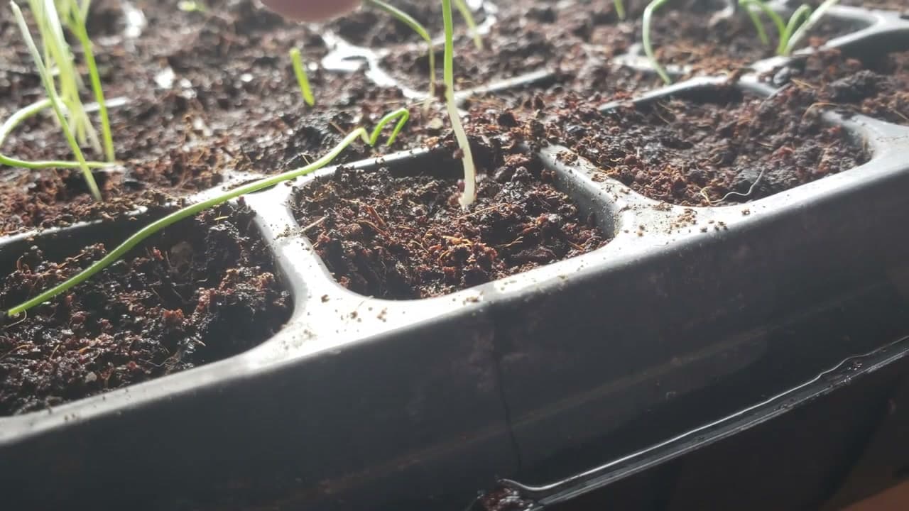 Step 1: Step 1: Choose Seeds Over Sets or Starts