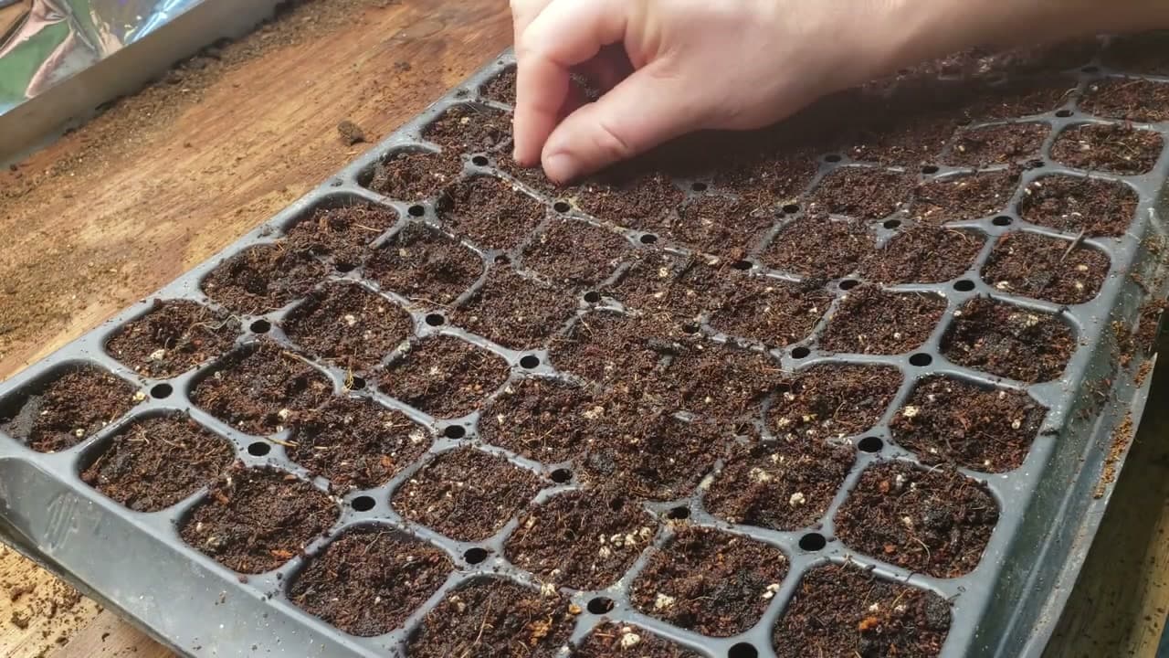 Step 5: Step 5: Sow the Seeds Shallow