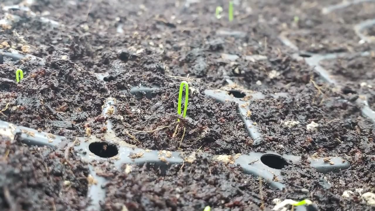 Step 6: Step 6: Cover and Germinate Warm