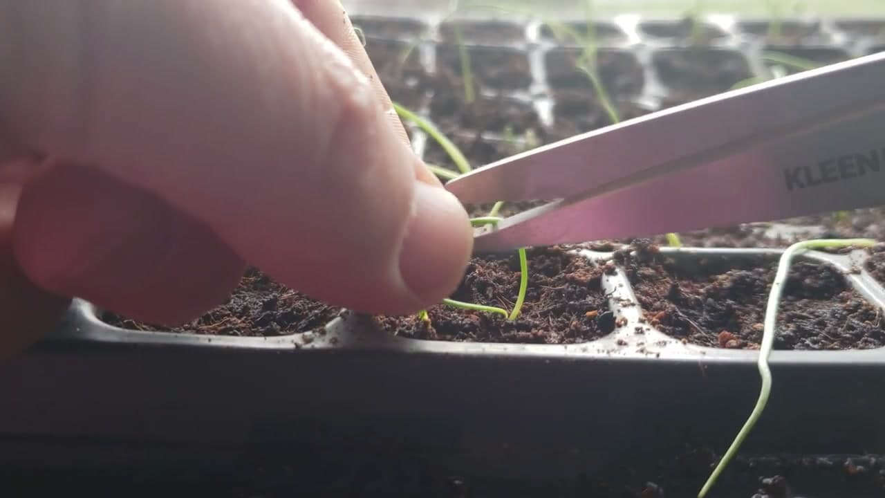 The finished result: How to Grow Onions from Seed (Beginner Start to Finish)