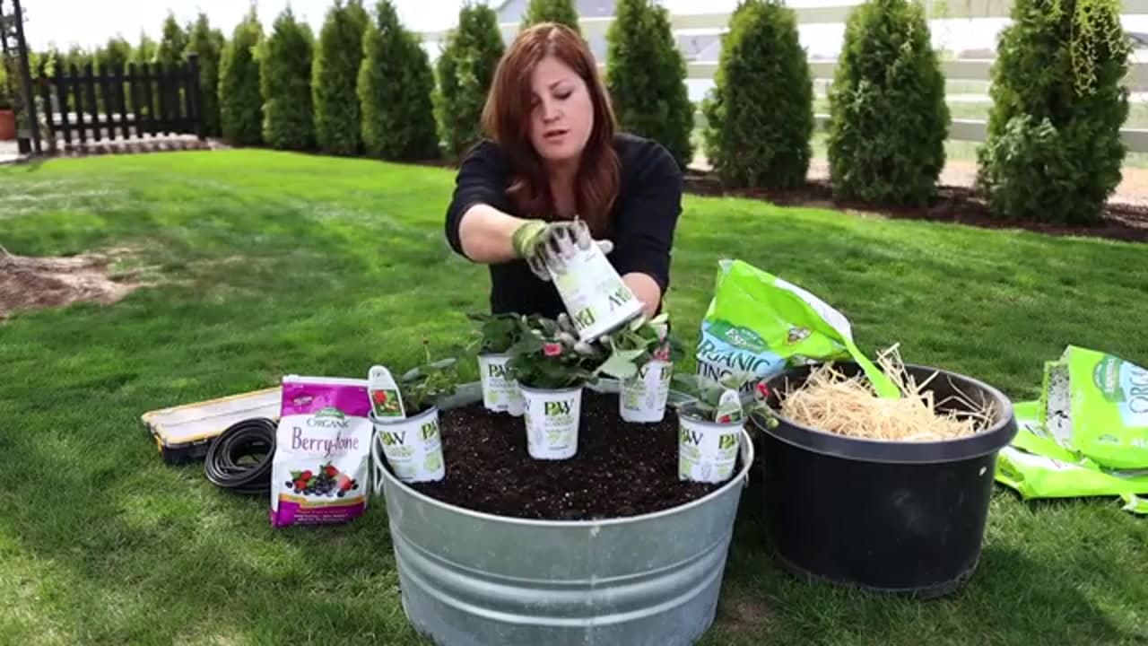 Step 4: Step 4: Plant the Crowns at the Right Depth