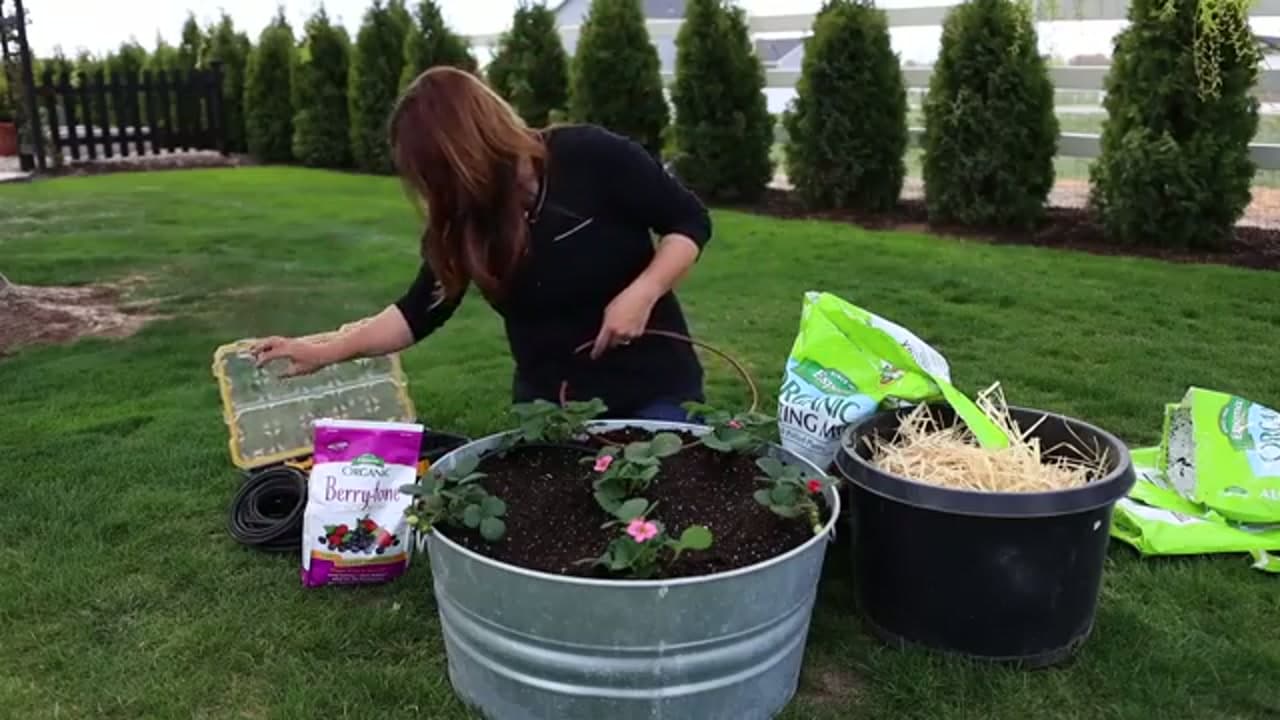 Step 5: Step 5: Set Up Drip Irrigation at the Root Zone