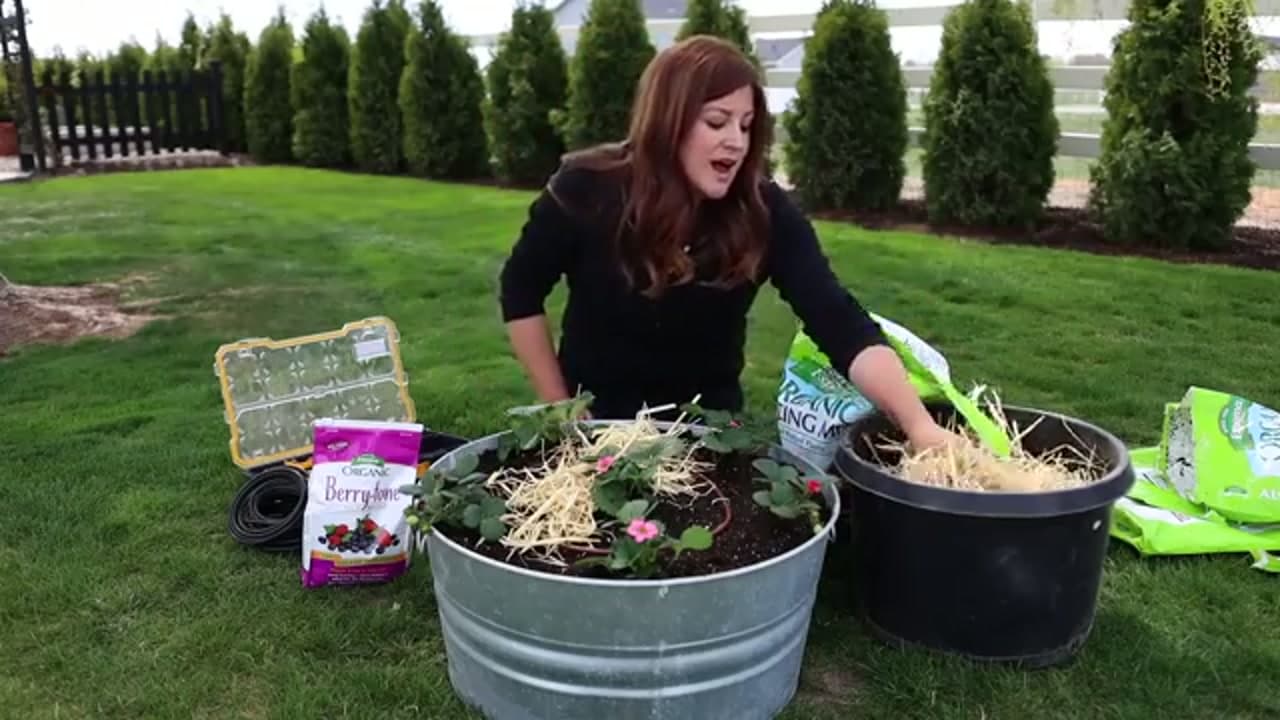 Step 6: Step 6: Top-Dress with Straw Mulch