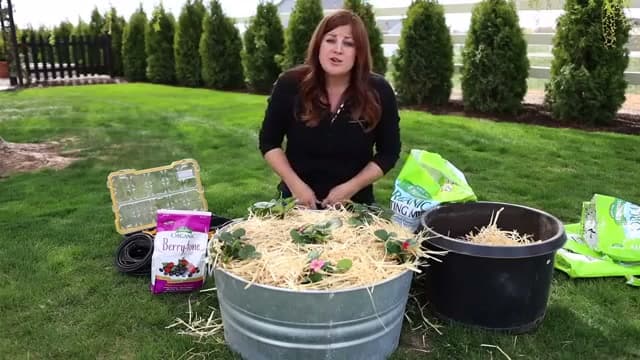 The finished result: How to Grow Strawberries in Containers (Beginner Guide)