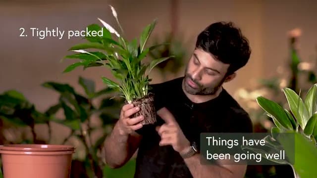 Step 3: Loosen the Root Ball